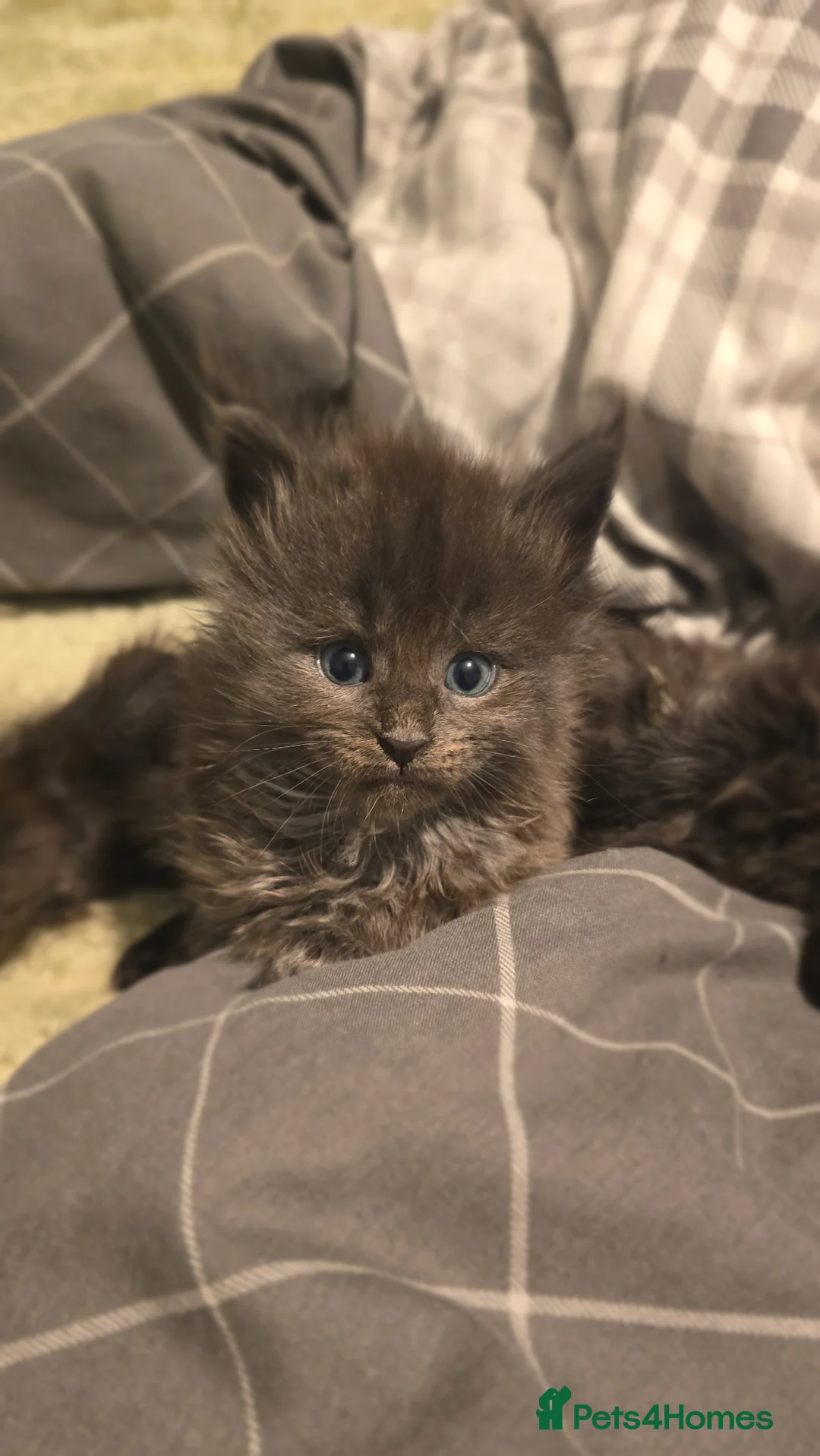 Maine Coon cats for sale: Ready to leave beautiful maine coon kittens - Advert 5