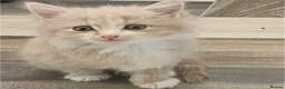 Mixed Breed cats for sale: Rare Diluted Kittens Ready For Their Forver Homes - Advert 8