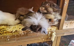 Lionhead rabbits for sale: 6 baby bunnies looking for loving homes  - Image 6