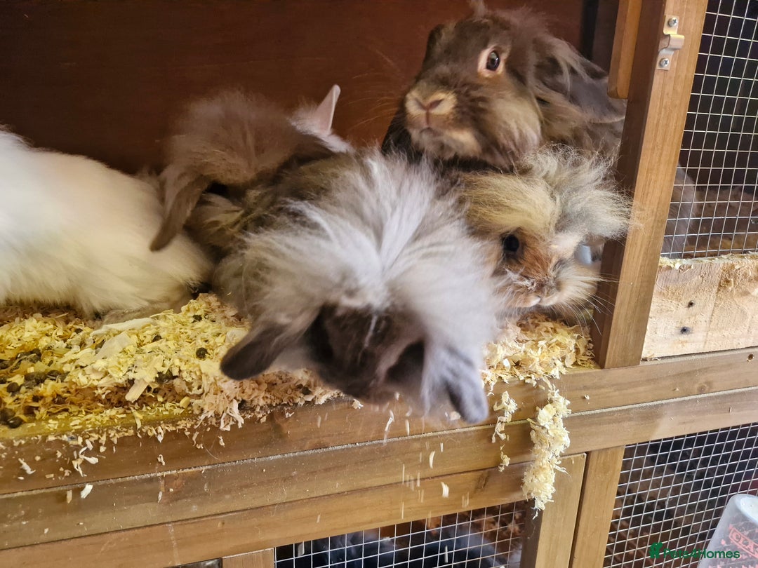 Lionhead rabbits for sale: 6 baby bunnies looking for loving homes  - Image 6