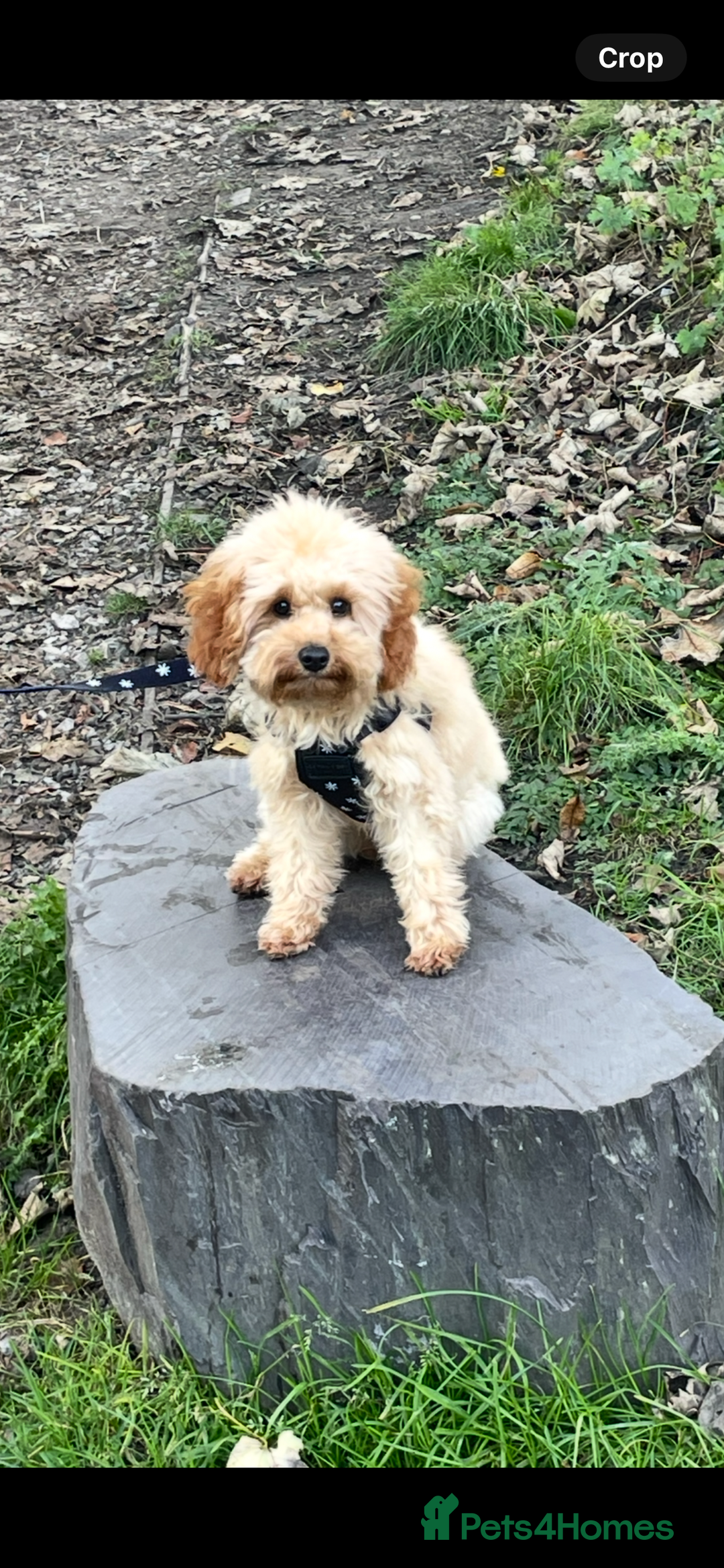 Cavapoo dogs for sale: Minnie and Marnie sad sale due to family split - Image 6