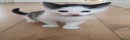 Mixed Breed cats for sale: Kittens  - Advert 11