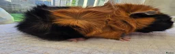 Guinea Pig rodents for sale: Abyssinian & Teddy Guinea Pigs - Advert 9
