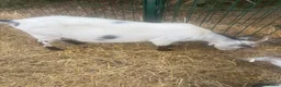 Goats livestock for sale: Pigmy goats - Advert 2