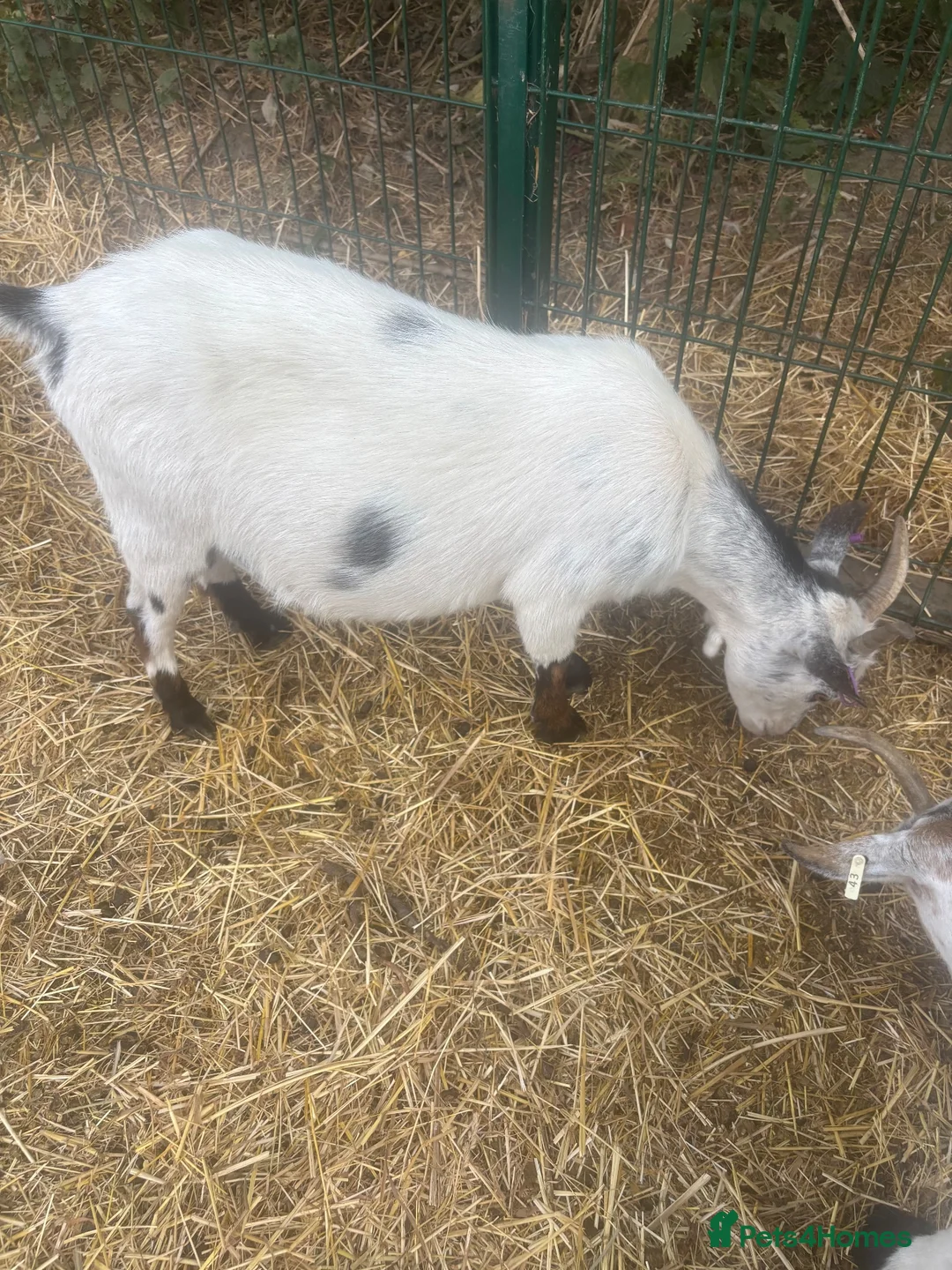Goats livestock for sale: Pigmy goats - Advert 2