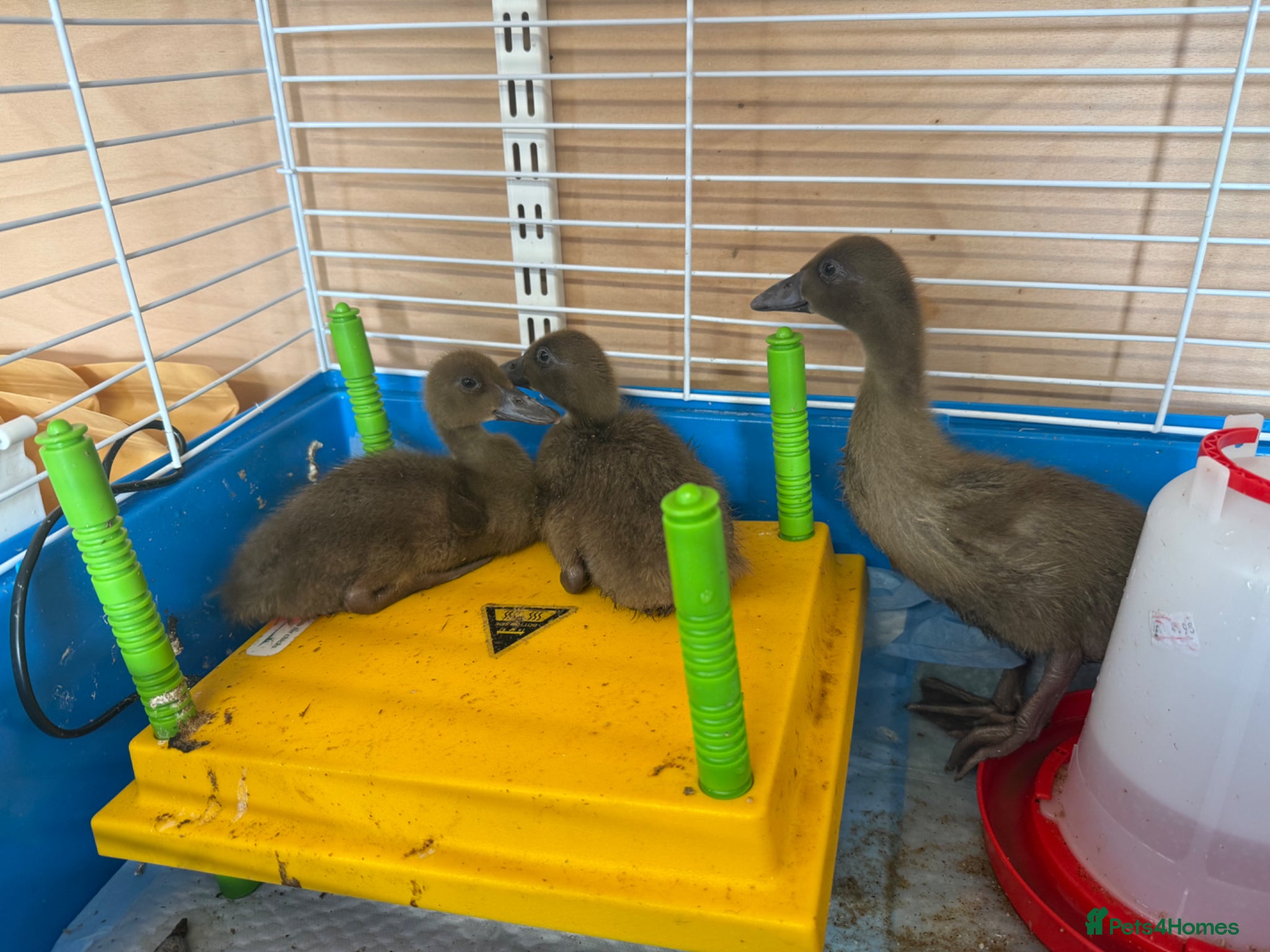 Ducks poultry Khaki Campbell Ducklings 2-4 Weeks - Advert 6