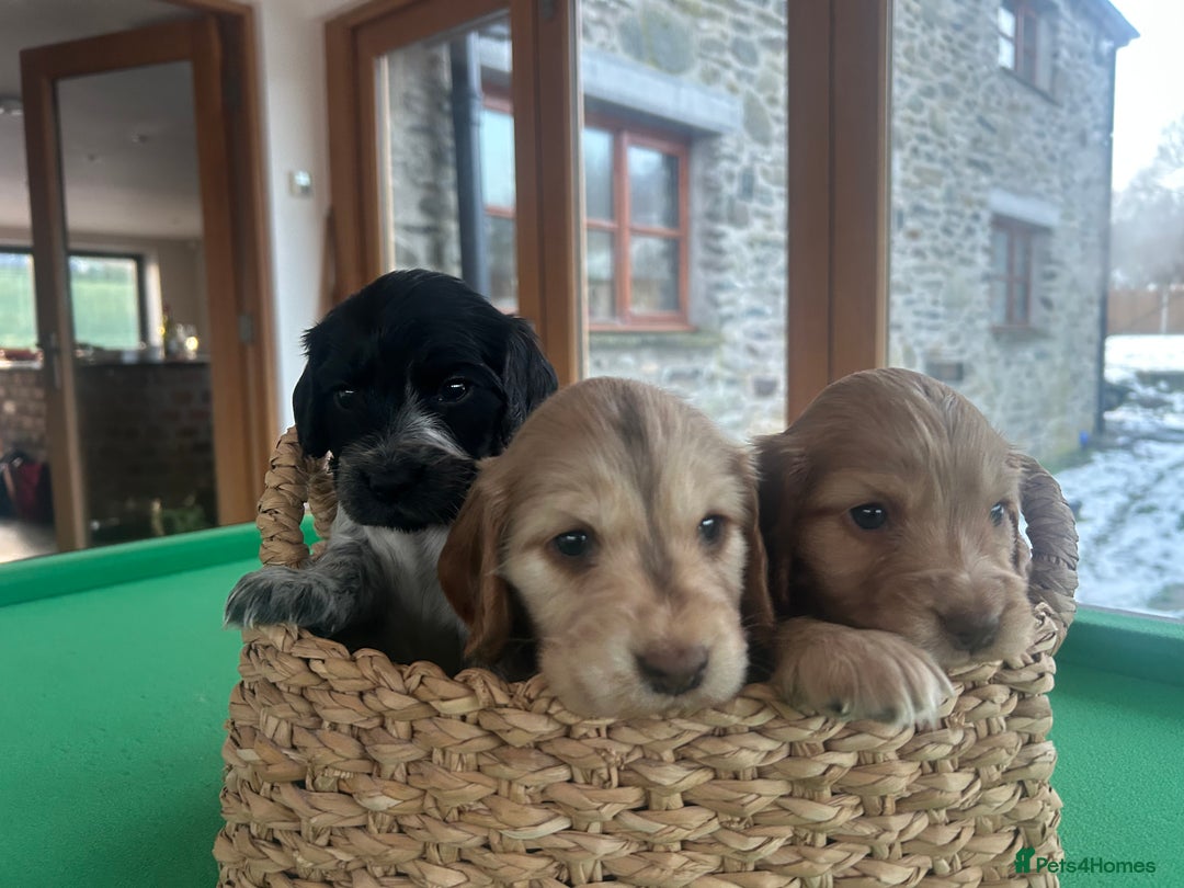 Cocker Spaniel dogs for sale: Show Cocker Spaniel - Advert 3