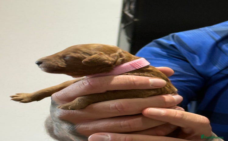 Cavapoo dogs 8 x cavapoo F1B puppies  - Advert 2