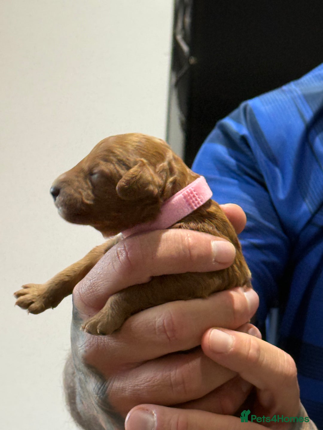 Cavapoo dogs for sale: 8 x cavapoo F1B puppies  - Advert 1