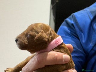 Cavapoo dogs 8 x cavapoo F1B puppies - Advert 1