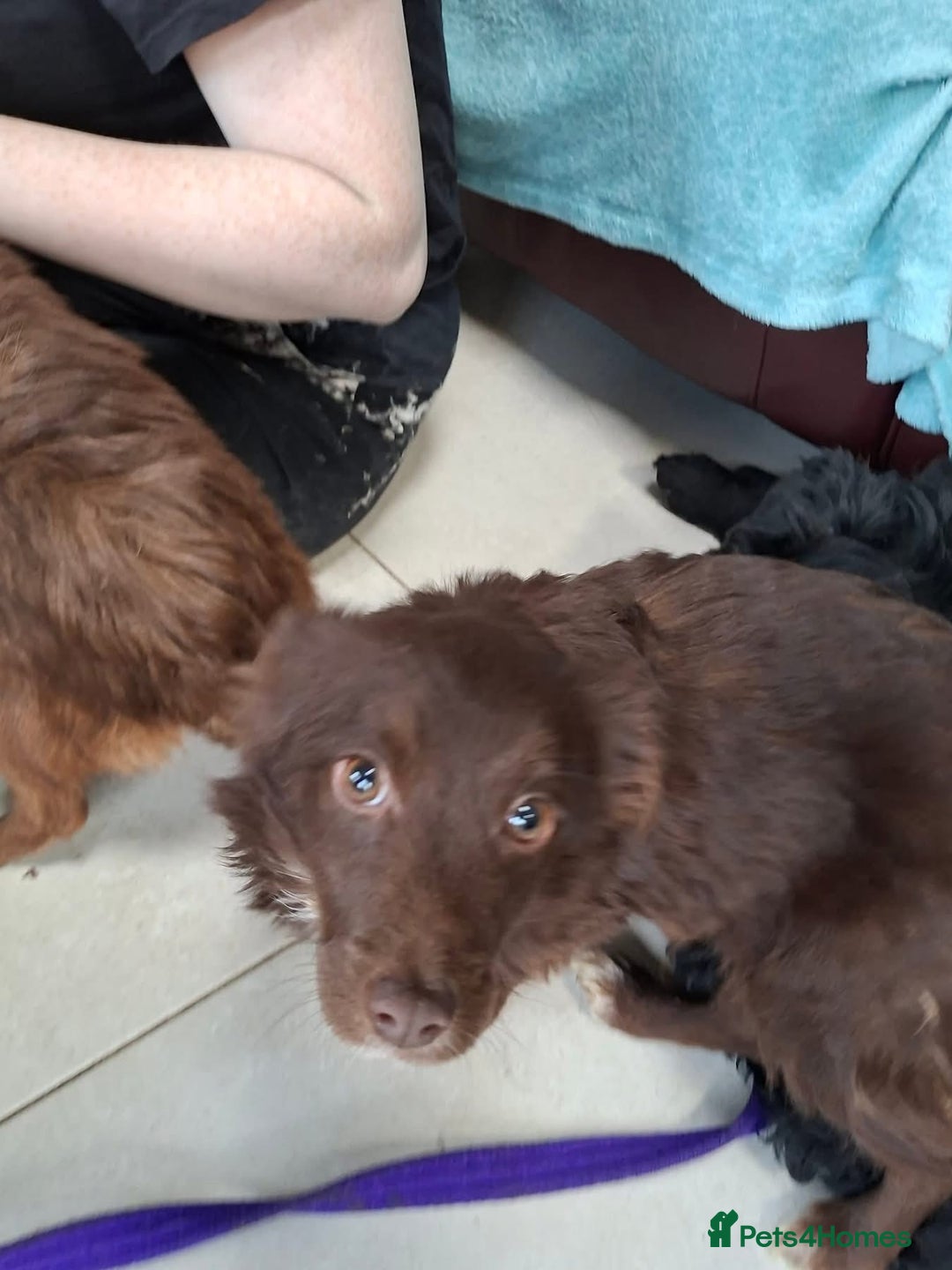 Mixed Breed dogs for adoption: Bear - North Walsham Norfolk  - Advert 13