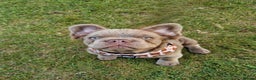 French Bulldog dogs for stud: *STUD* KC NEW SHADE ISABELLE FLUFFY FRENCH BULLDOG in Tonbridge - Advert 7