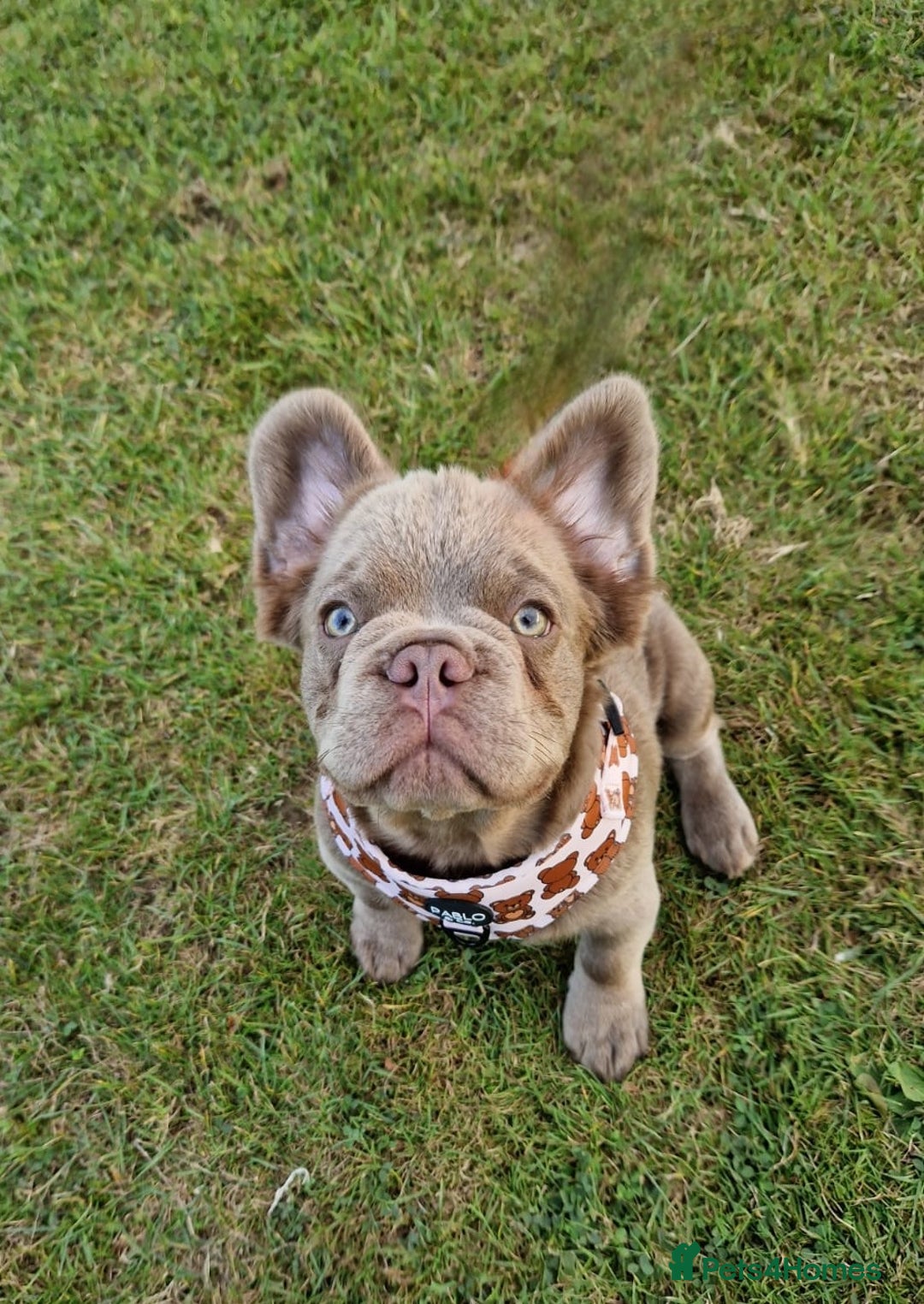 French Bulldog dogs for stud: *STUD* KC NEW SHADE ISABELLE FLUFFY FRENCH BULLDOG in Tonbridge - Advert 7