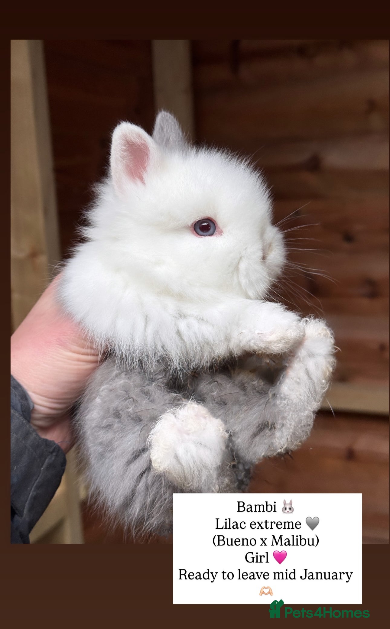 Lionhead rabbits Beautiful double mane Lionhead buns 🫶🏻 🐰 - Advert 11