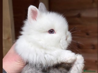 Lionhead rabbits Beautiful double mane Lionhead buns 🫶🏻 🐰 - Advert 11