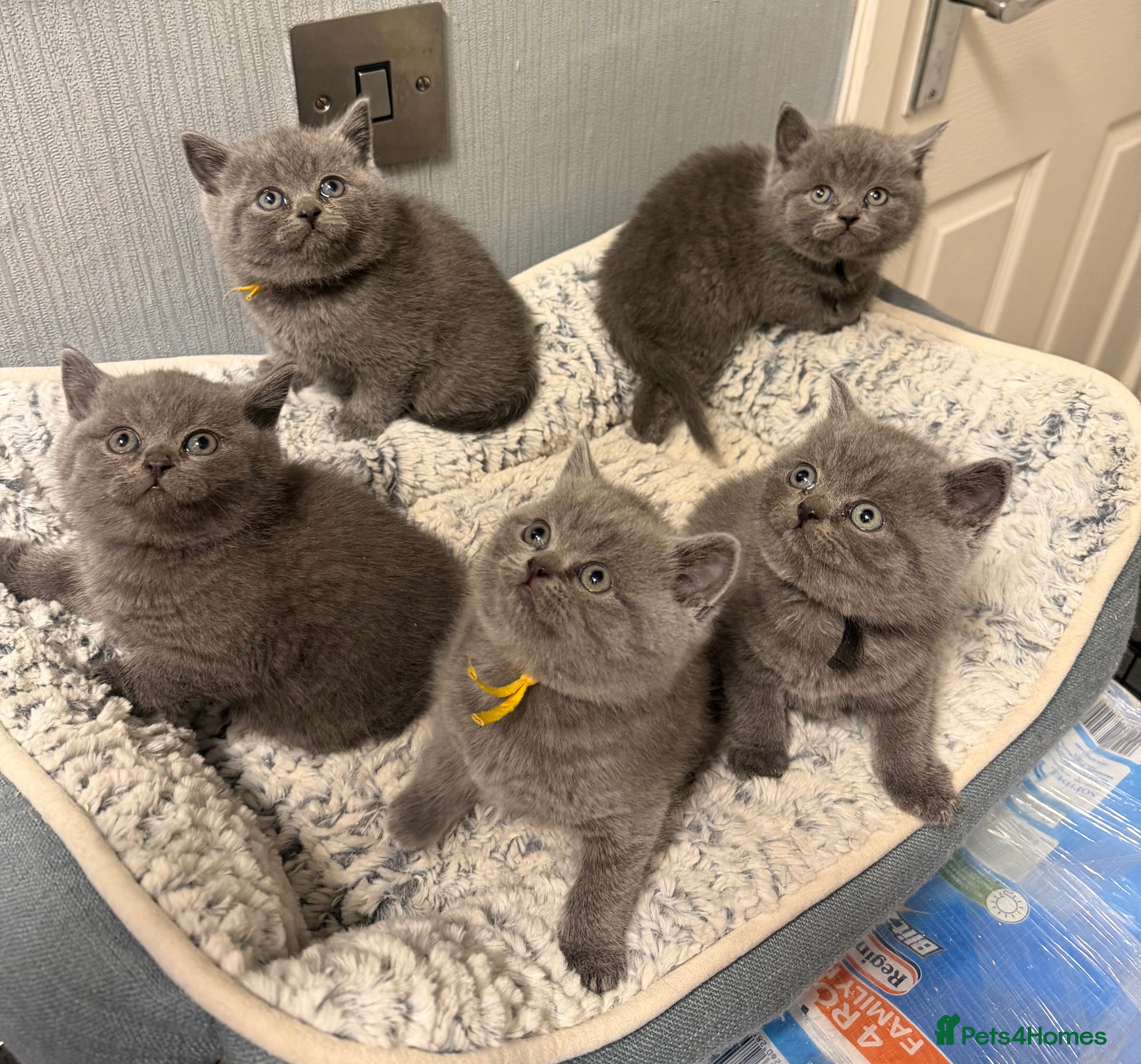 British Shorthair cats British blue shorthair kittens  - Advert 1