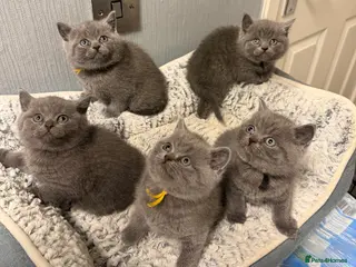 British Shorthair cats British blue shorthair kittens - Advert 1
