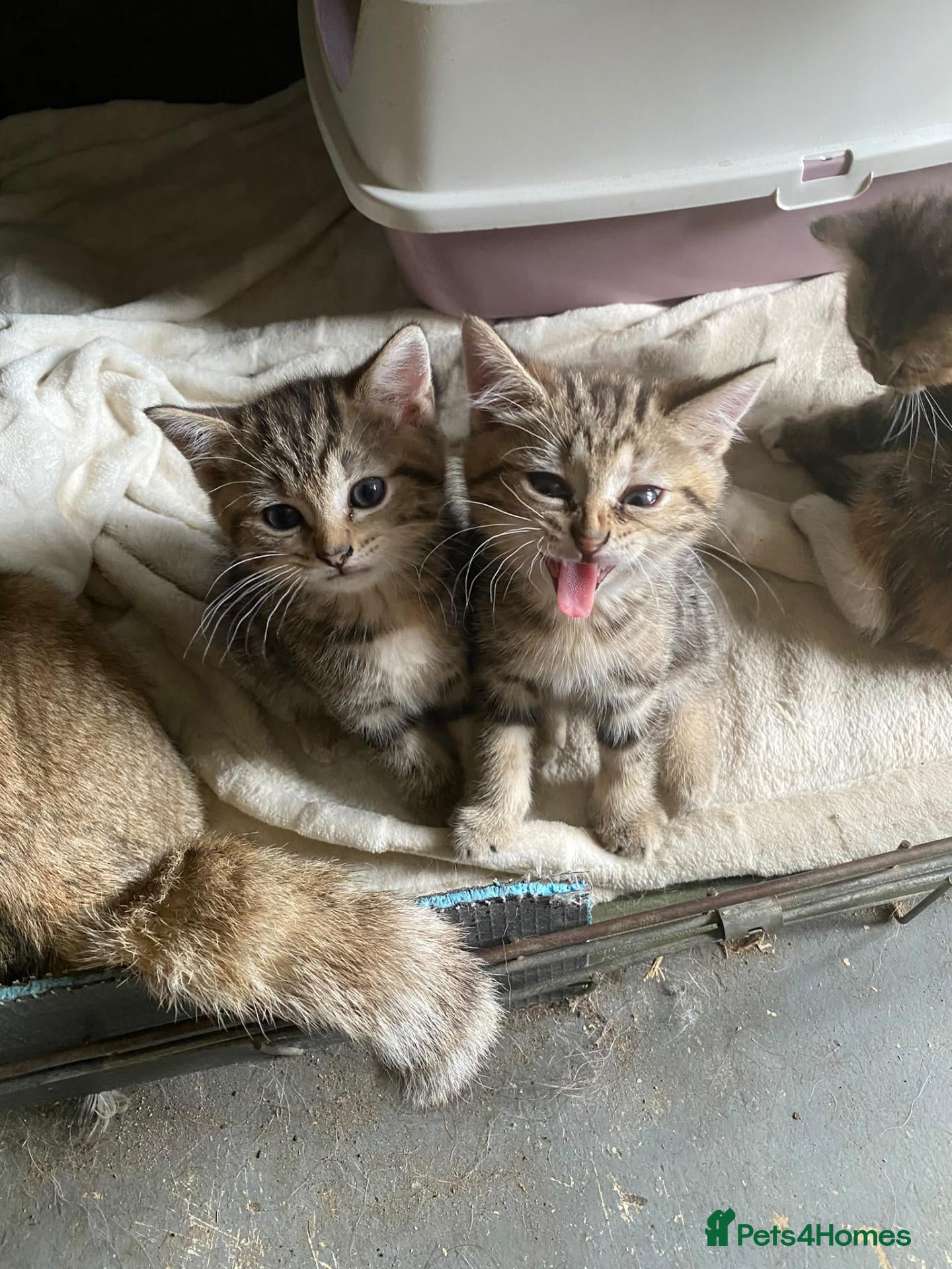 British Shorthair cats Gorgeous Golden Tabby BSH READY FOR HALF TERM - Advert 2
