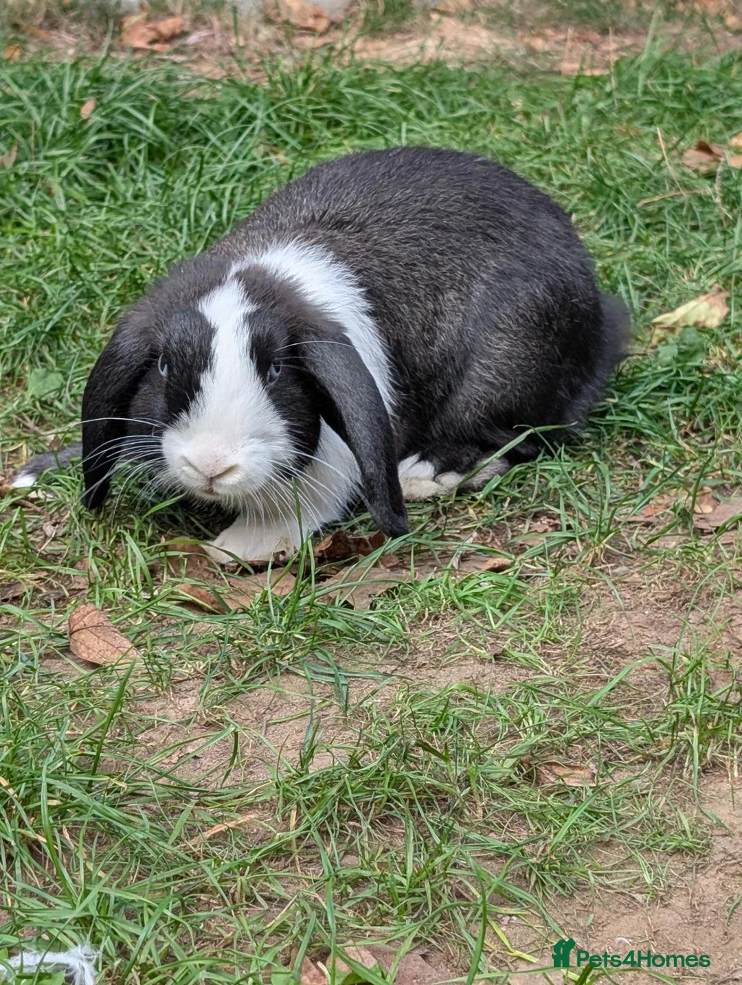 Mini Lop rabbits for sale: Stunning Mini Lops Ready Now - Advert 1