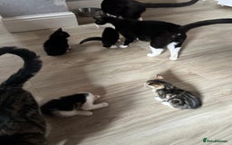 Domestic Shorthair cats for sale: beautiful tabby and black and white kittens - Image 33