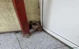 Mixed Breed dogs for adoption: OZZY, a Lovely Puppy Boy - for a Loving Home - Image 5