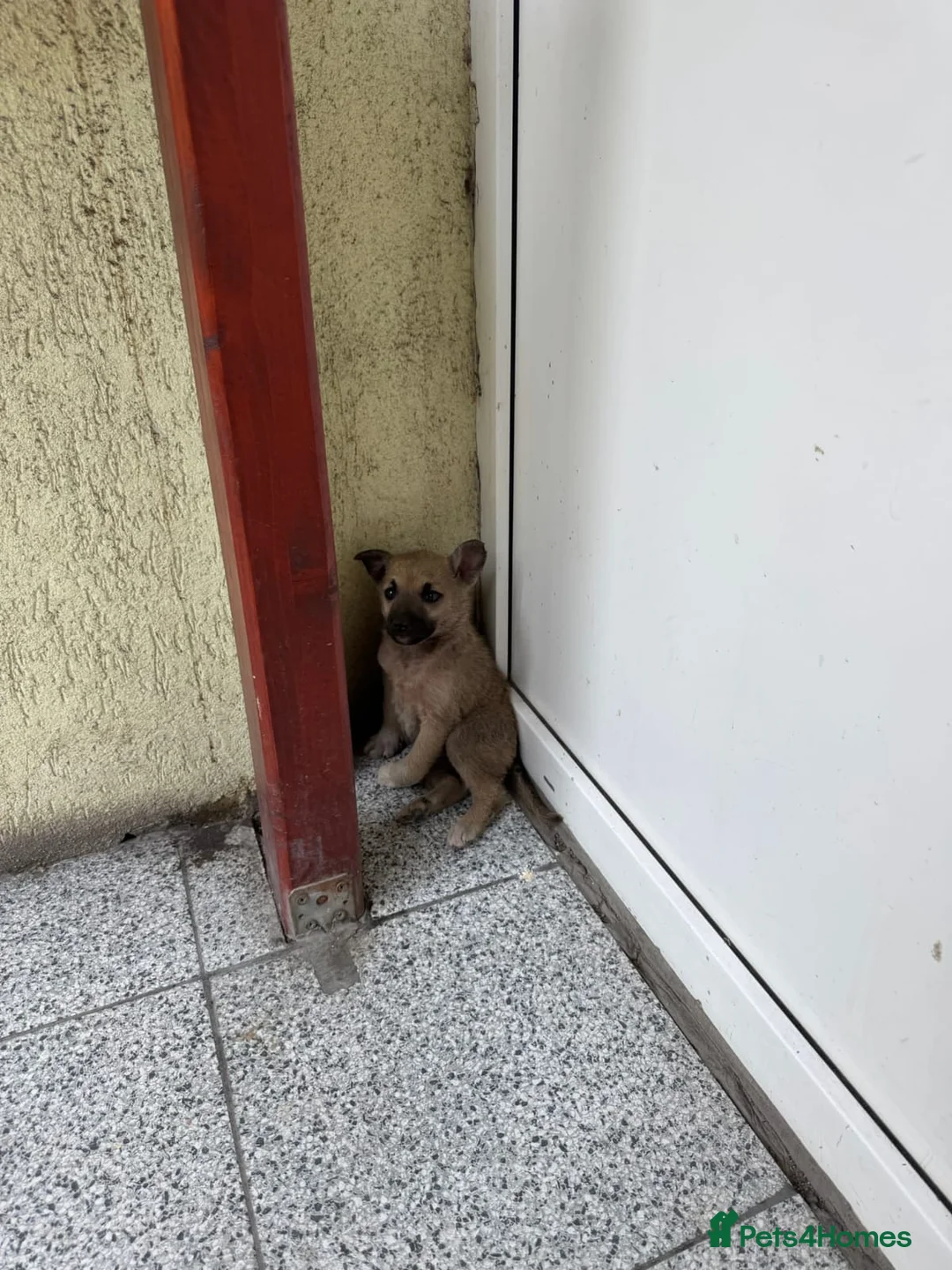 Mixed Breed dogs for adoption: OZZY, a Lovely Puppy Boy - for a Loving Home - Advert 5