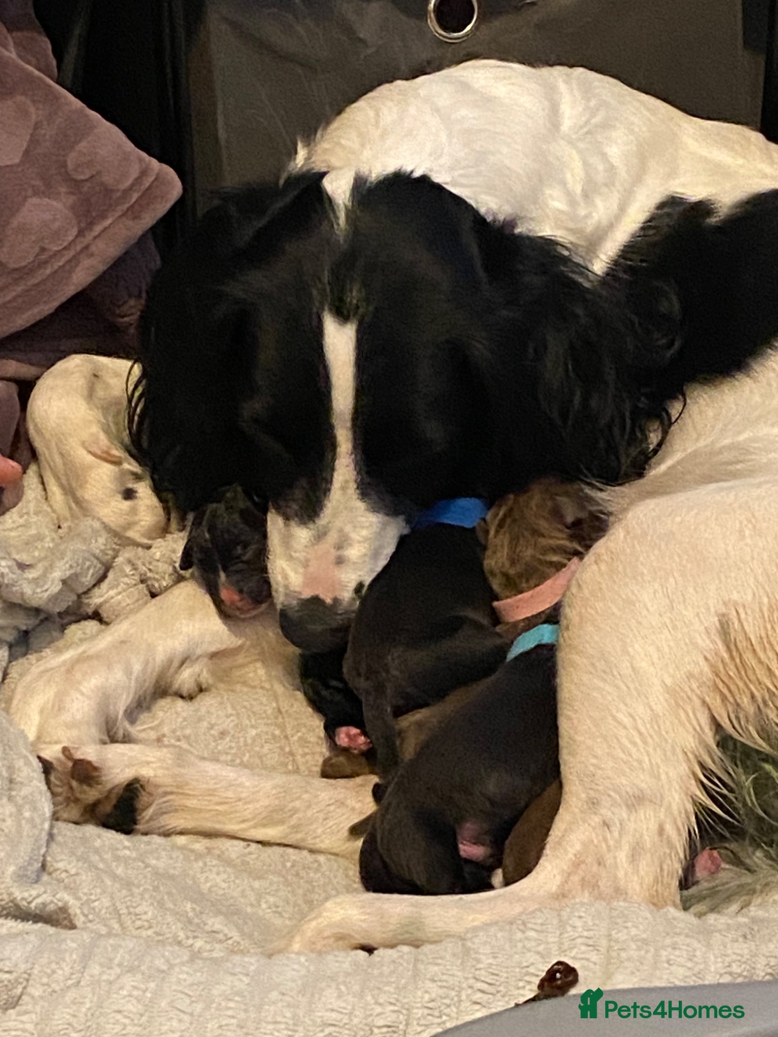 Mixed Breed dogs Two boys  - Advert 1