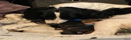 Mixed Breed dogs for sale: Two boys  in Deal - Advert 1