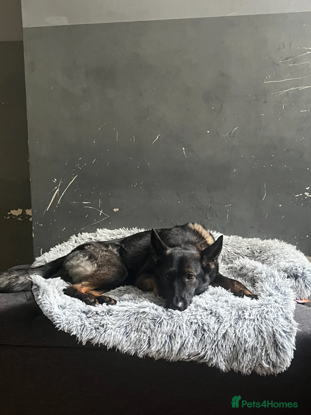 German Shepherd dogs for sale: Luna needs a new home in Birmingham - Advert 1