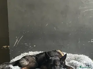 German Shepherd dogs Luna needs a new home - Advert 1