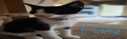 Mixed Breed cats for sale: Beautiful, Kittens Ready for Loving Homes  - Advert 3