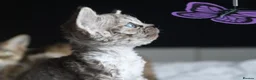 Devon Rex cats for sale: 🎉Beautiful, healthy and full pedigree Devon Rex🎉 - Advert 8