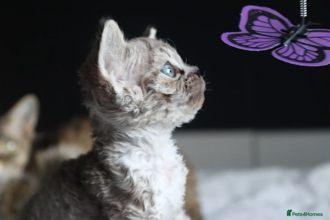 Devon Rex cats for sale: 🎉Beautiful, healthy and full pedigree Devon Rex🎉 - Advert 8