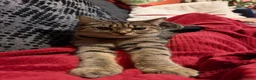 British Shorthair cats for sale: Millie tabby British shorthair  - Advert 3