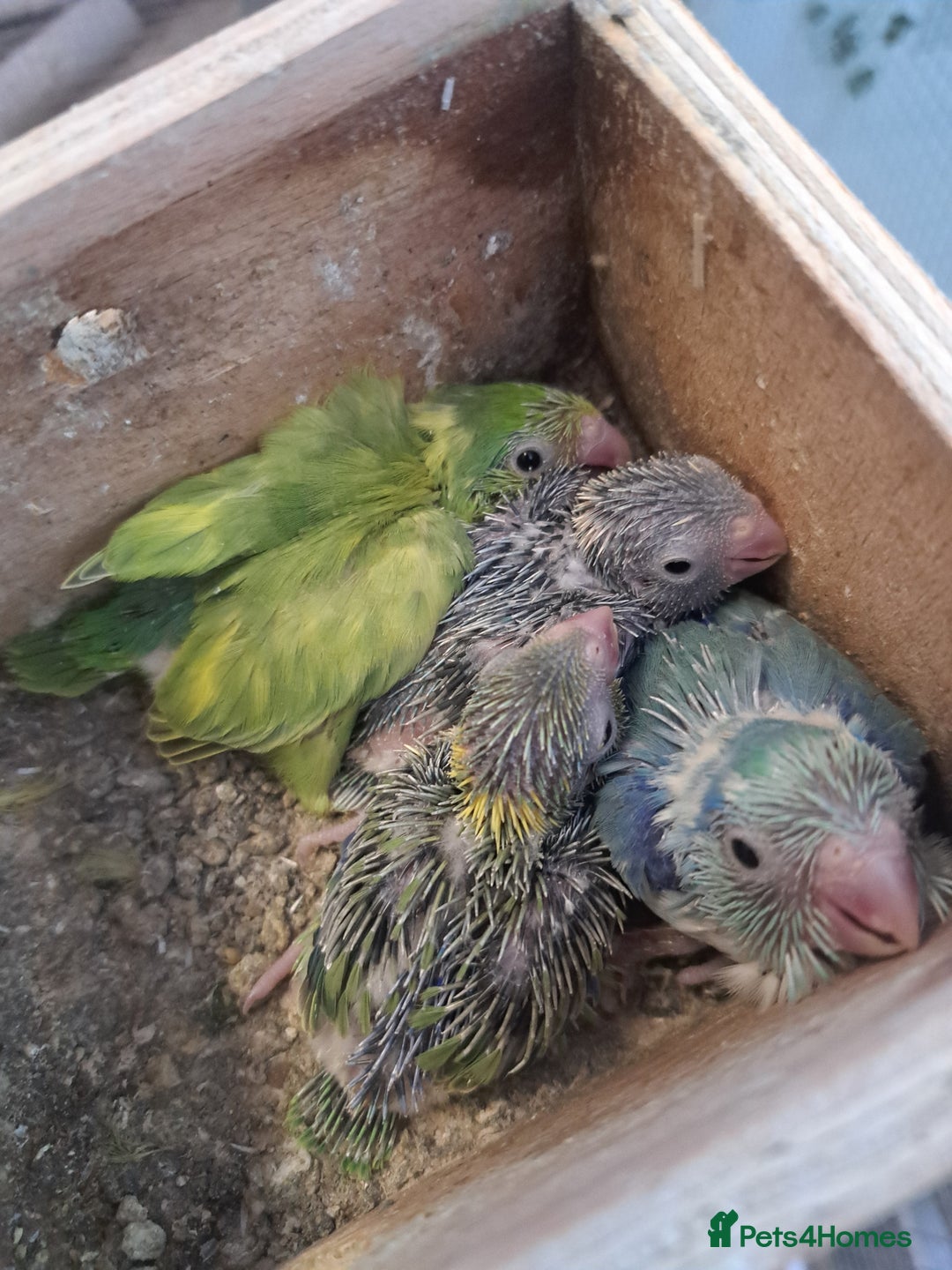Parrots birds for sale: Three young parrolets  - Advert 6