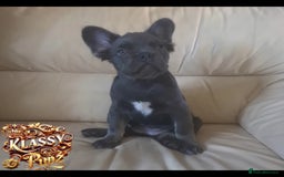 French Bulldog dogs for sale: KLASSY BULLZ KENNELS - KLASSY PUPZ ✨️ in Beckenham - Image 13