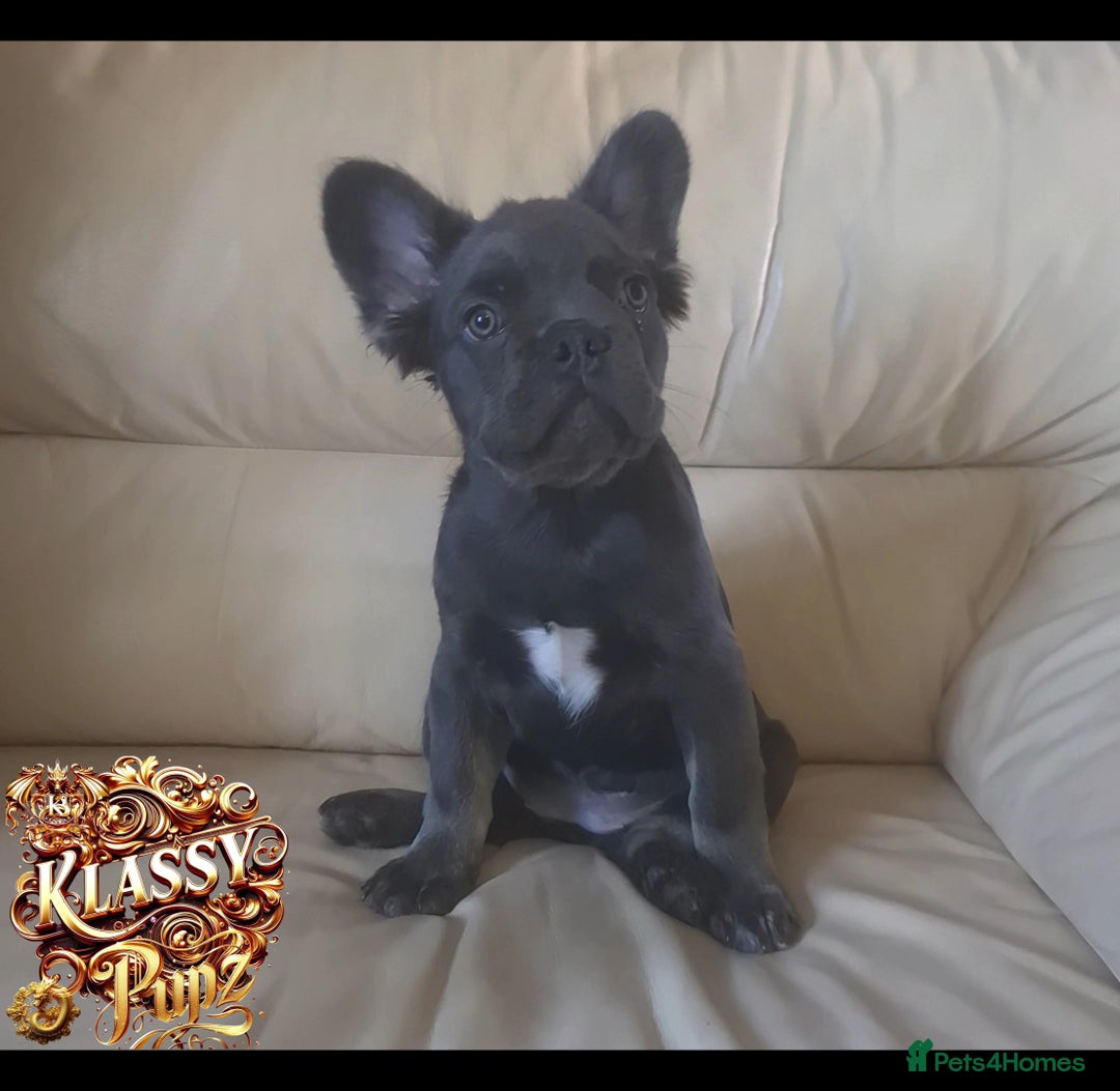 French Bulldog dogs for sale: KLASSY BULLZ KENNELS - KLASSY PUPZ ✨️ in Beckenham - Image 13
