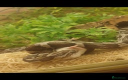 Corn Snake reptiles for sale: Beautiful corn snake and set up  - Image 3