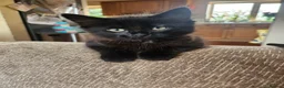 Mixed Breed cats for sale: 3 Beautiful Kittens for sale - Advert 7