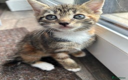 Domestic Shorthair cats for sale: 4 beautiful kittens  - Image 7