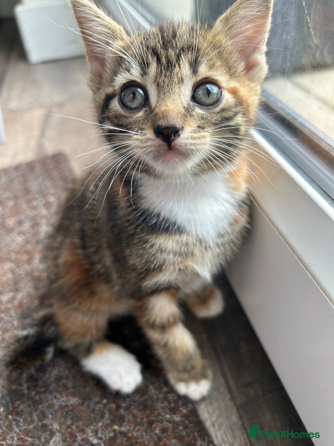 Domestic Shorthair cats for sale: 4 beautiful kittens  - Image 7