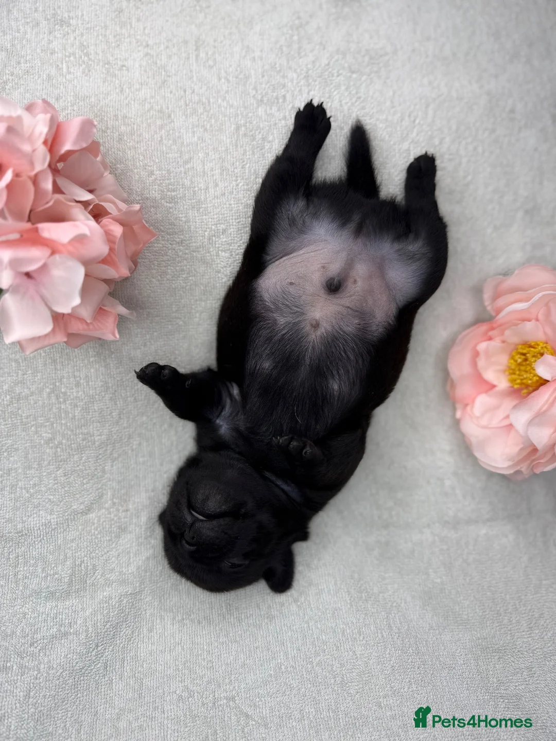 Pug dogs for sale: 🐾💙 GORGEOUS PUG PUPPIES 💙🐾 - Advert 20