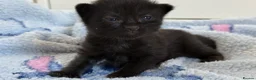Mixed Breed cats for sale: 7 Long Haired Black Kittens - Advert 13