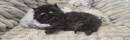 Persian cats for sale: Purebred Persian Kittens for Sale  - Advert 12