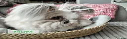 Angora rabbits for sale: Little Angora Girl for Sale with full set up  - Advert 5