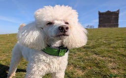 Miniature Poodle dogs for sale: Beautiful KC registered miniature poodles  - Image 6