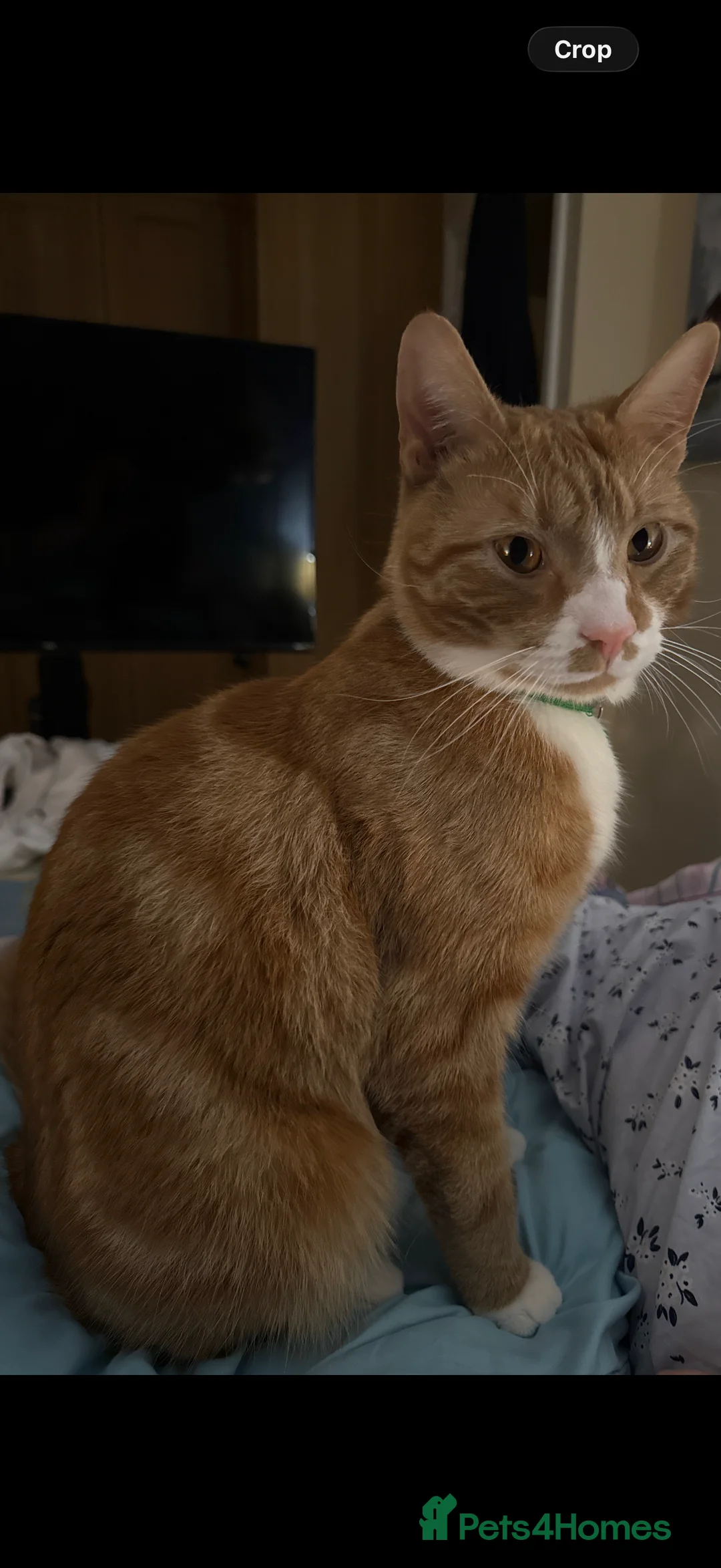 Mixed Breed cats for sale: Sadly having to rehome these 2 beautiful gingers - Advert 4