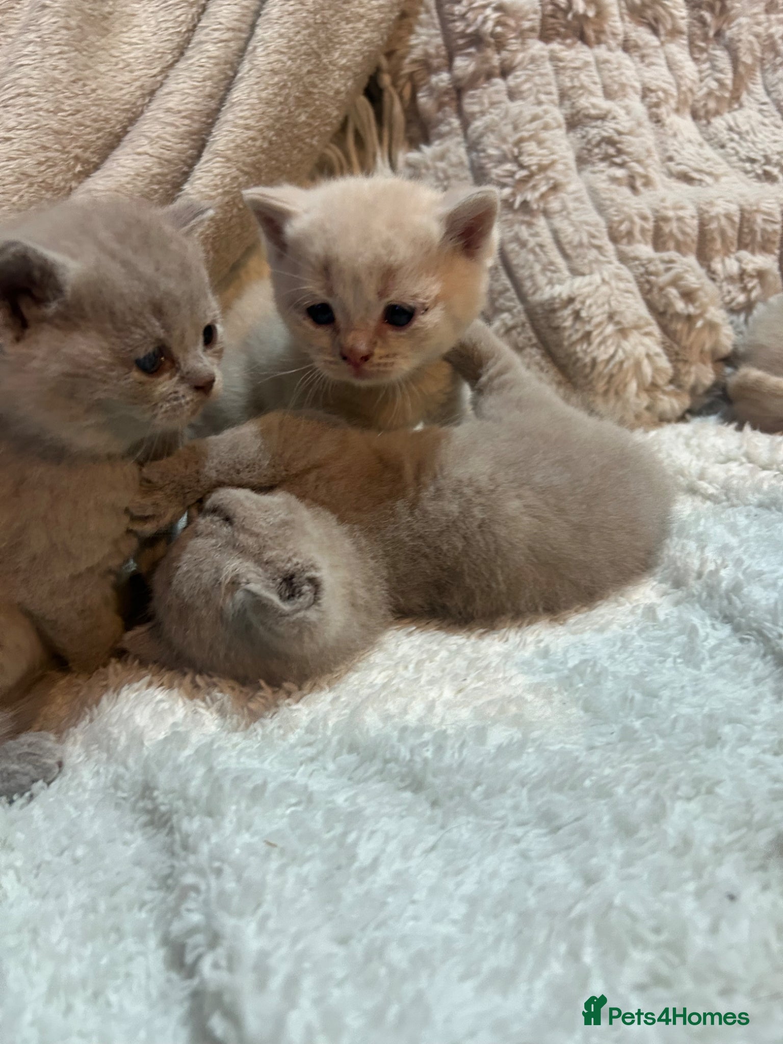British Shorthair cats 6 beautiful British short hair kittens - Advert 14