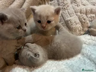 British Shorthair cats 6 beautiful British short hair kittens - Advert 14