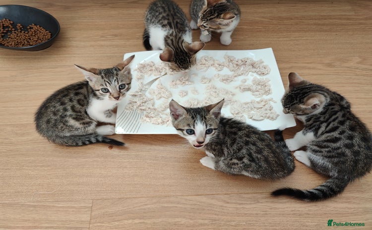Mixed Breed cats - Advert 5